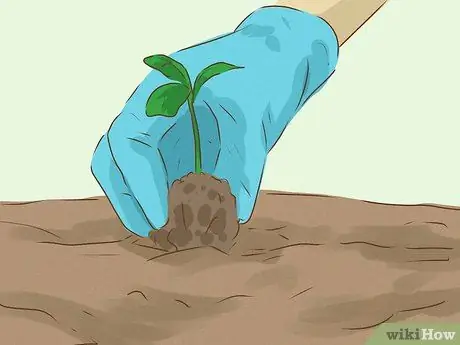 Сажать лозы Шаг 9