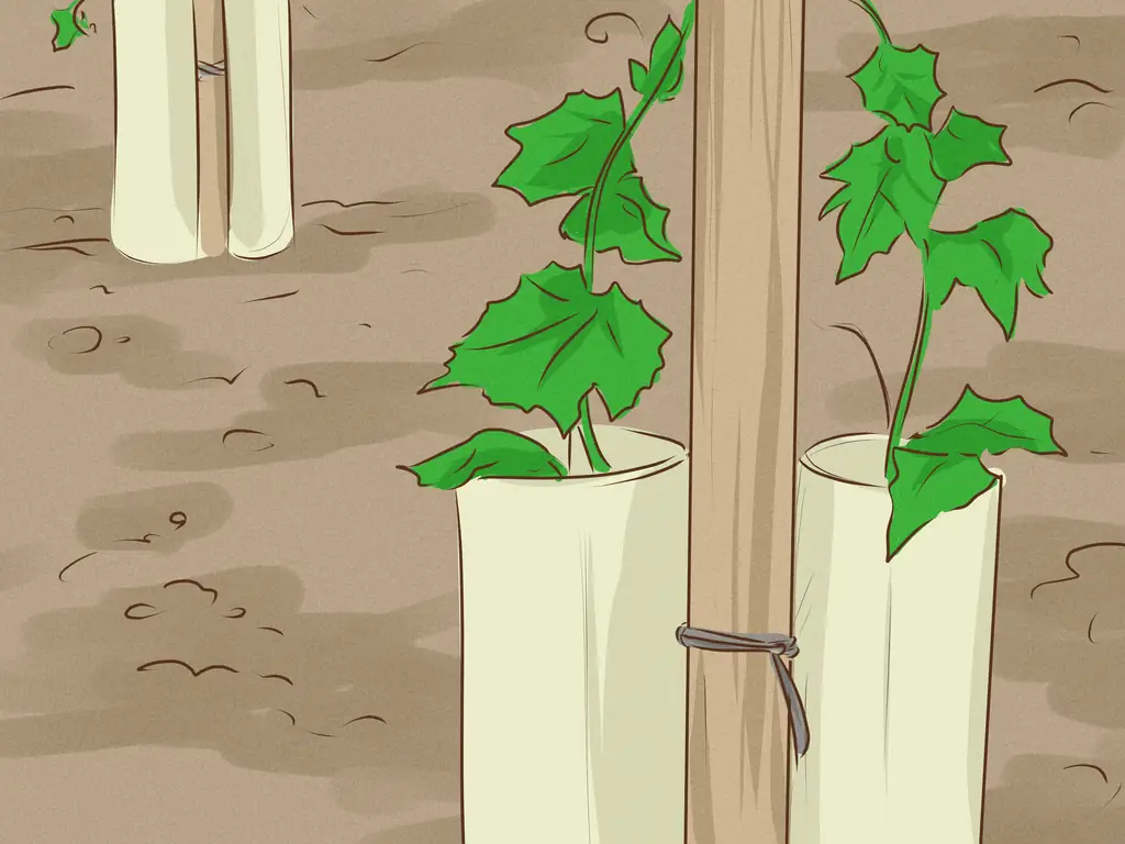 Как сажать лозу: 13 шагов (с иллюстрациями)