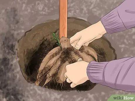 Выращиваем георгины Шаг 10