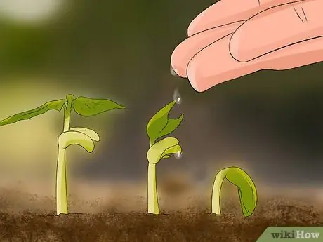 Выращиваем георгины Шаг 11