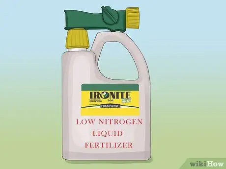 Выращиваем георгины Шаг 12