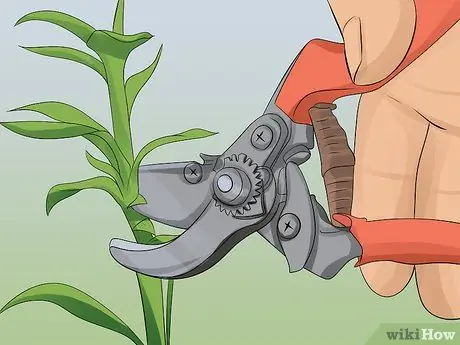 Выращиваем георгины Шаг 14