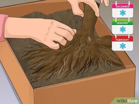 Выращиваем георгины Шаг 15