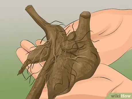 Выращиваем георгины Шаг 16