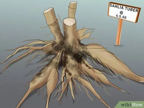 Выращиваем георгины Шаг 2