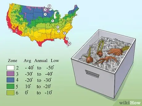 Выращиваем георгины Шаг 3