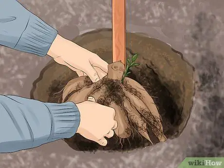 Выращиваем георгины Шаг 4