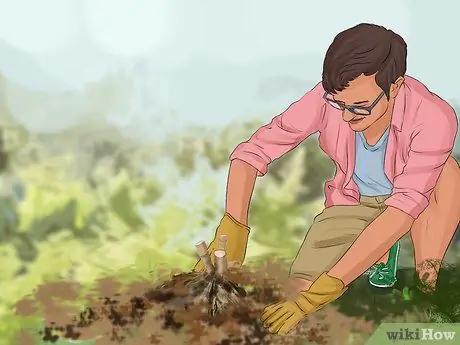 Выращиваем георгины Шаг 5