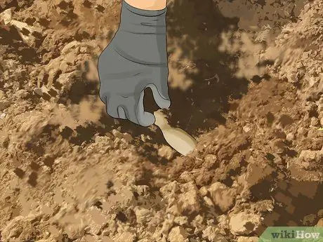 Выращиваем георгины Шаг 6