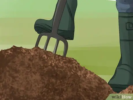 Выращиваем георгины Шаг 7