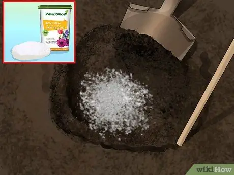 Выращиваем георгины Шаг 9