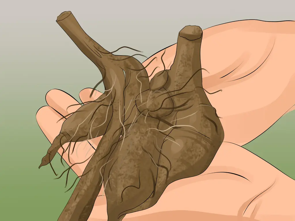 Как вырастить георгины (с иллюстрациями)