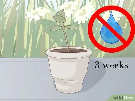 Выращивание плюмерии Шаг 10