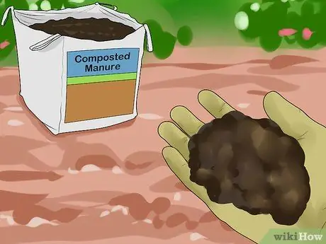 Спасение умирающих ландшафтных растений Шаг 10