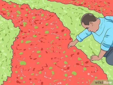 Спасение умирающих ландшафтных растений Шаг 7