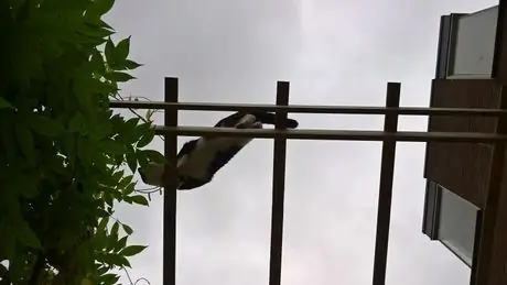 Кошка на беседке