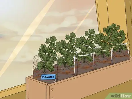 Постройте сад с травами из кувшина для каменщика Шаг 9