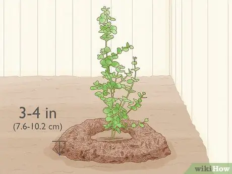Покровные растения зимой Шаг 2
