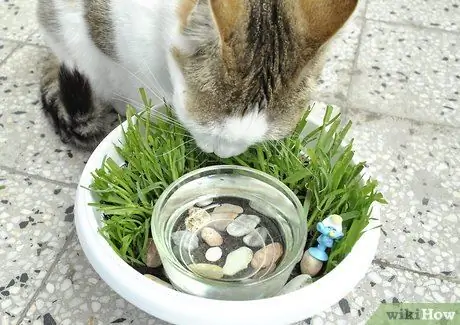 Создание вазоны для воды Cat Step 13
