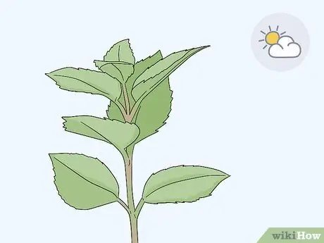 Возьмите черенки хвойных пород, шаг 1
