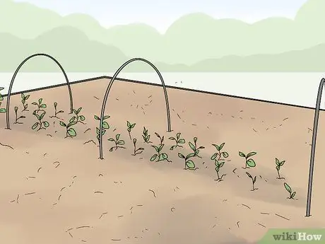 Используйте флис для садоводства Шаг 5
