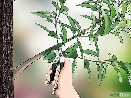 Обрезать вишневое дерево Шаг 13