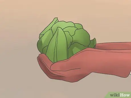 Выращивание цветной капусты Шаг 10