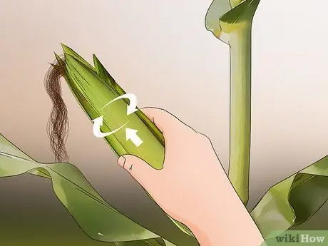 Сбор кукурузы Шаг 13