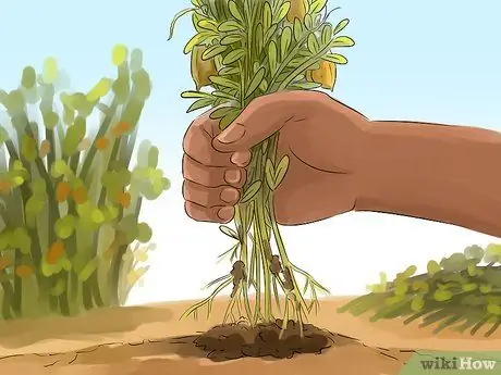 Сбор чечевицы Шаг 5 Сбор чечевицы Шаг 5