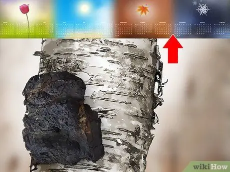 Сбор чаги, шаг 1 Сбор чаги, шаг 1