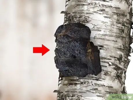 Урожай чаги, шаг 3 Урожай чаги, шаг 3