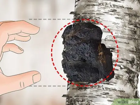 Урожай чаги, шаг 6 Урожай чаги, шаг 6