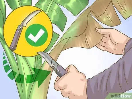 Обрезка банановых деревьев Шаг 6