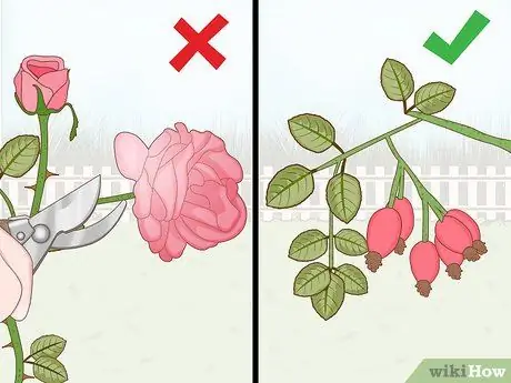 Защитите розы зимой, шаг 2