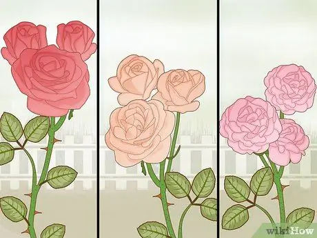 Защитите розы зимой Шаг 5