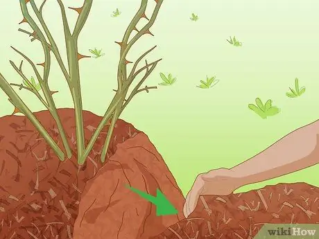 Защитите розы зимой Шаг 9