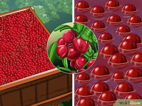 Сбор клюквы Шаг 4 Сбор клюквы Шаг 4