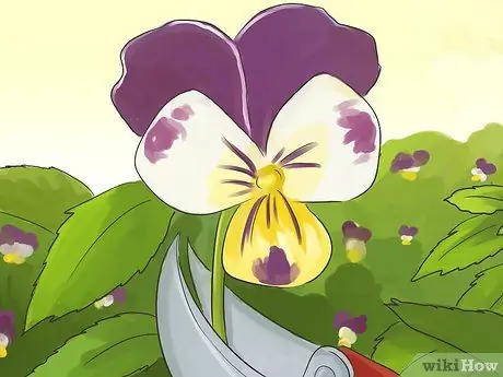Урожай Heartsease Шаг 10