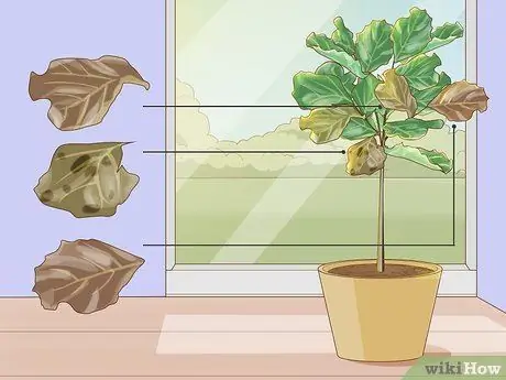 Обрезать фиговый лист Fiddle Leaf, шаг 1