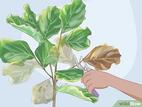 Обрезать фиговый лист Fiddle Leaf, шаг 2