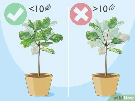 Обрезать фиговый лист Fiddle Leaf, шаг 3