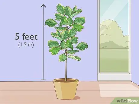 Обрезать фиговый лист Fiddle Leaf, шаг 4