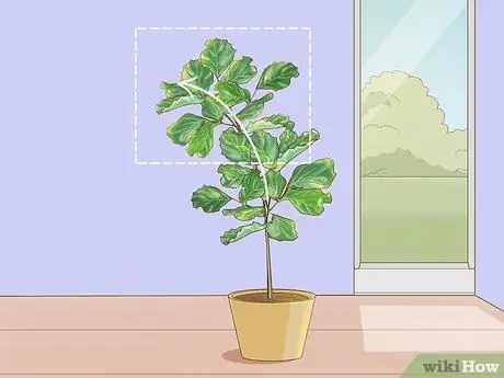 Обрезать фиговый лист Fiddle Leaf, шаг 5