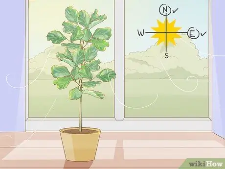 Обрезать фиговый лист Fiddle Leaf, шаг 7