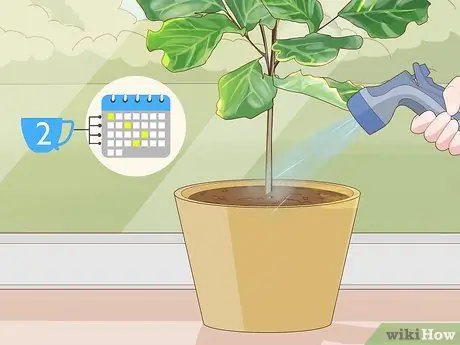 Prune Fiddle Leaf Fig. Шаг 8