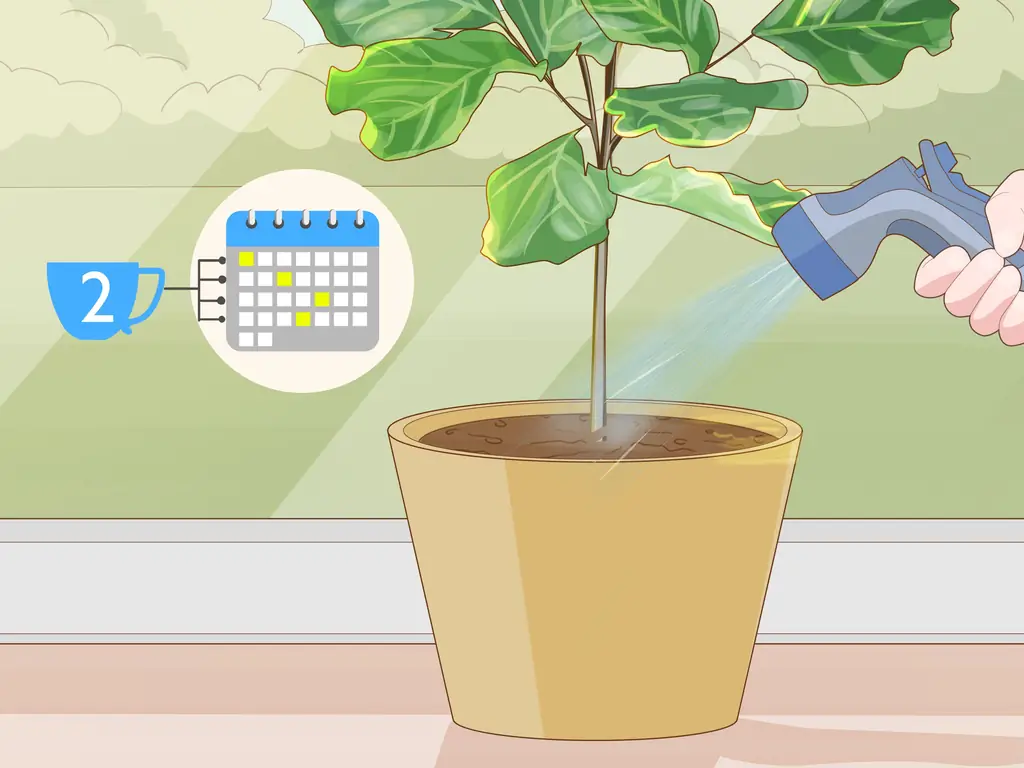 Как обрезать фиговый лист Fiddle Leaf: 8 шагов (с иллюстрациями)