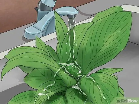 Чистые листья растений, шаг 3