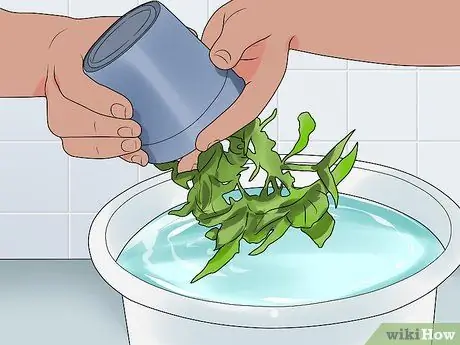 Чистые листья растений, шаг 4