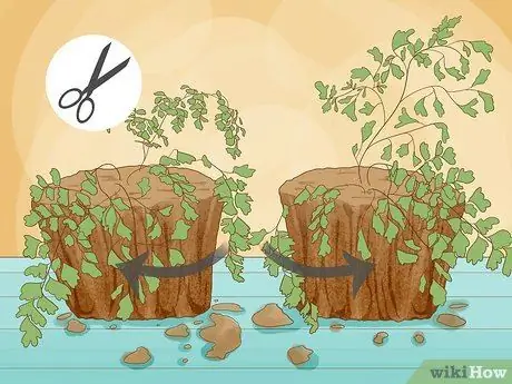 Выращивание папоротника девичьей шерсти Шаг 10