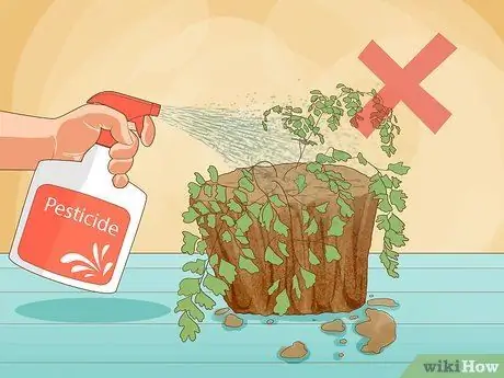 Выращивание папоротника девичьей шерсти Шаг 11